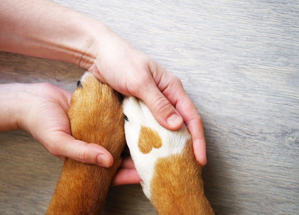 person holding hands with pet