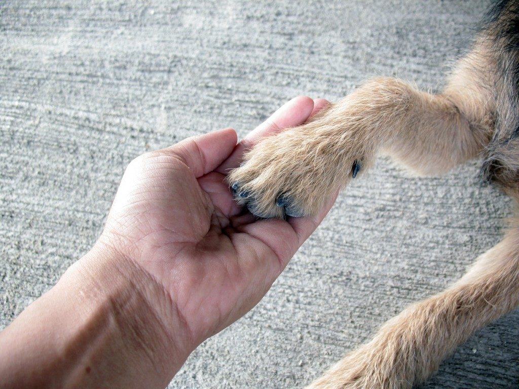 person cupping hand for pet paw