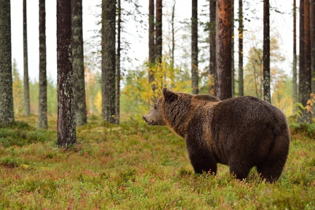 grizzly bear in the forest