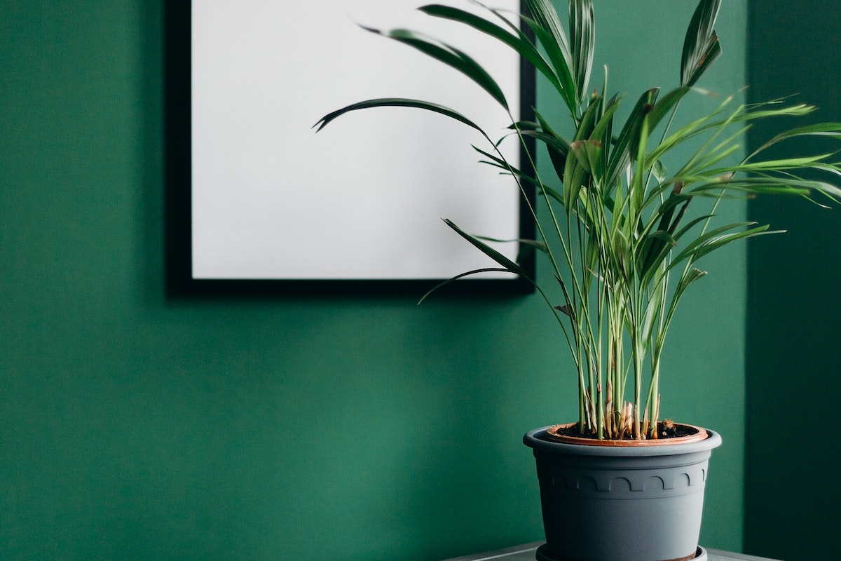 Green Plant on White Pot