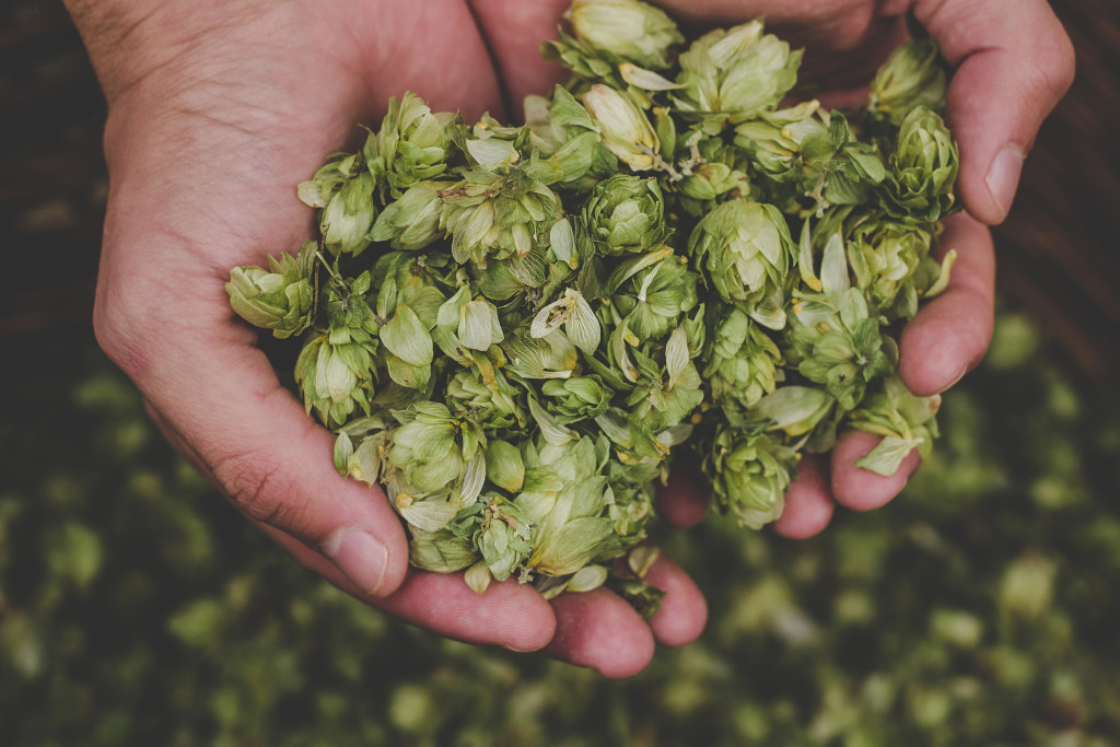 person's hand holding green hops as brewing ingredient